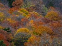 Farbexplosion im Bergwald
